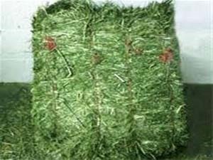 25 تن یونجه از سیریک به امارات و عمان صادر شد