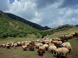 انجام الکترونیکی تمدید پروانه چرای دام در کشور 