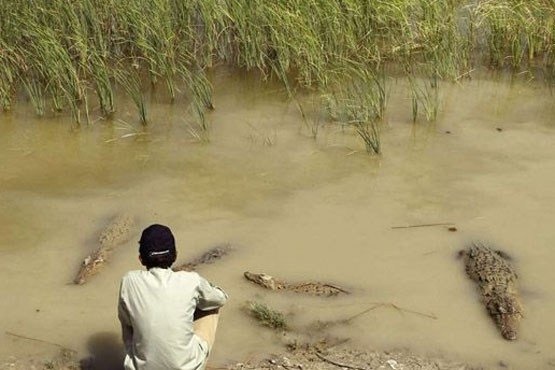اگر گاندوها را دوست دارید، از آنها حمایت کنید
