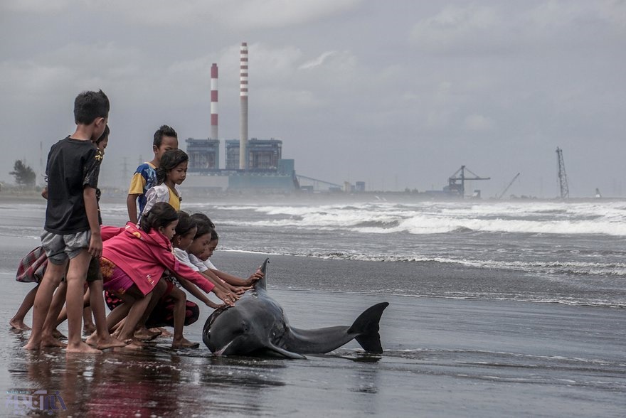 عکس | تلاش کودکانه برای نجات جان دلفین زخمی