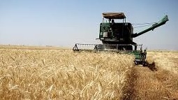 پول گندم خریداری شده از کشاورزان  استان کرمانشاه به‌زودی پرداخت می‌شود