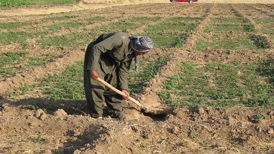 تولید بیش از چهار و نیم میلیون تن تولیدات گیاهی و زراعی توسط 113هزار کشاورز کردستانی