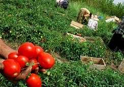 اعطای استاندارد تشویقی به محصولات کشاورزی استان 