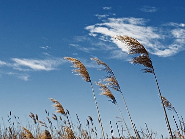 وزش باد شدید در ر زنجان   