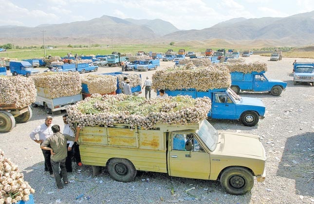 فرصت‌های صادراتی پیش روی کشاورزان زنجان