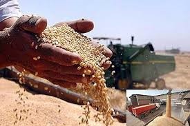  خرید 790 هزار تن گندم مازاد بر نیاز کشاورزان کردستانی 