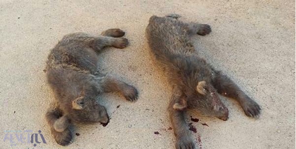 عکس | دو توله خرس قهوه‌ای با شلیک اسلحه شکاری در سمنان کشته شدند