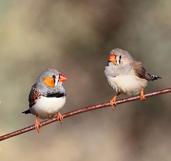 آواز گرمای هوای پرنده‌ها برای جوجه‌هایشان