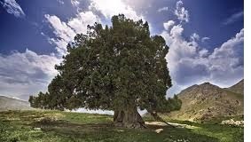 مسن‌ترین موجود زنده ایران در جاده کرج -چالوس