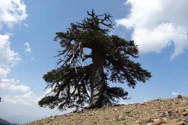 درختی که 1075 سال قبل را دیده است!/کشف پیرترین درخت اروپا