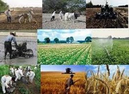 اختصاص20میلیارد ریال برای اجرای کشت گیاهان دارویی در چهارمحال وبختیاری