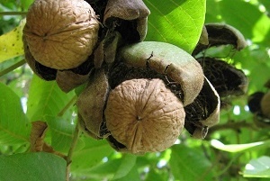 بازار گردوکاری در استان سکه است 