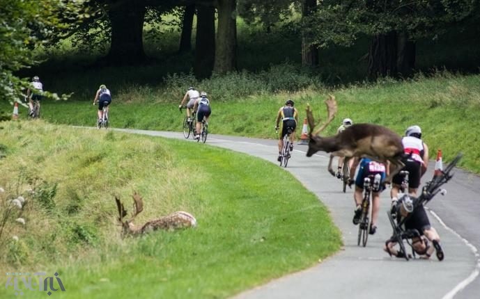 عکس | شیطنت گوزن‌ها در مسابقه دوچرخه‌سواری دوبلین