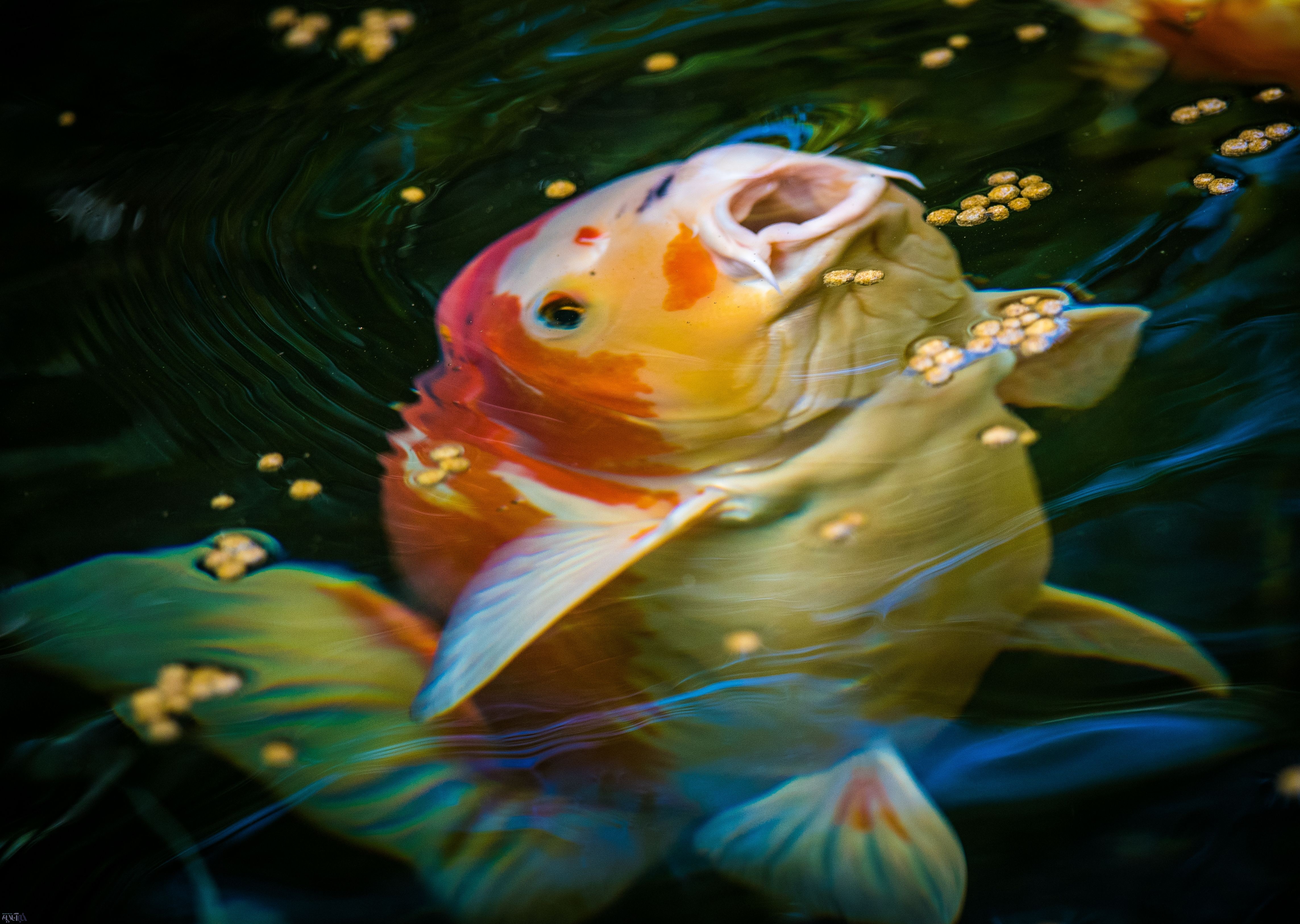عکس | لحظه زیبای غذاخوردن ماهی در تصویر روز نشنال جئوگرافیک