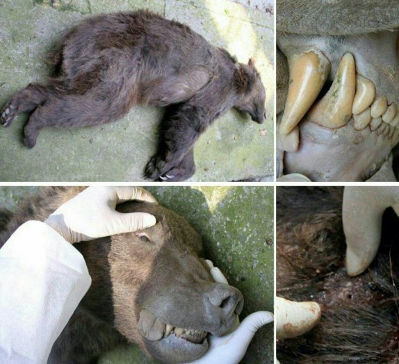 مرگ ٥ خرس در ١٨ روز/ کشتن خرس قهوه ای چه مضراتی برای حیات وحش دارد؟
