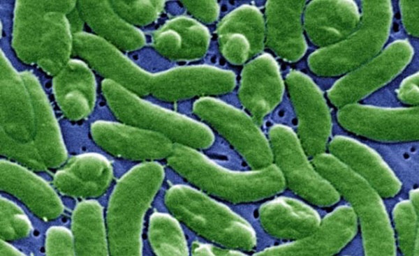 نگرانی درباره باکتری گوشت‌خواری که می‌تواند باعث مرگ شود