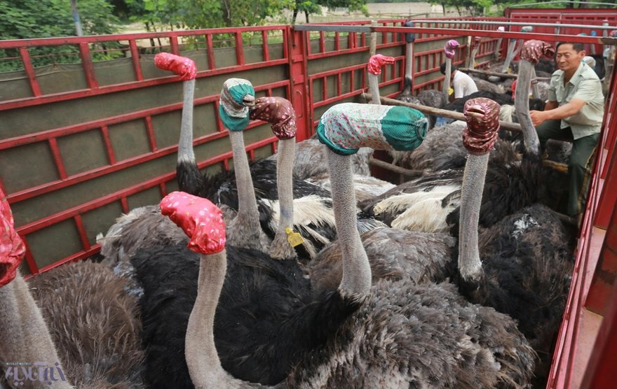 عکس | روش عجیب چینی‌ها برای حمل شترمرغ
