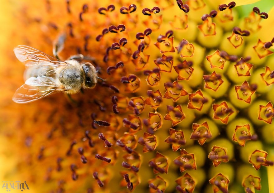 عکس | همزیستی زنبور و گل از نمای نزدیک