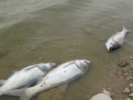 تلف شدن صدها قطعه ماهی در دریاچه سد سراب گیلانغرب