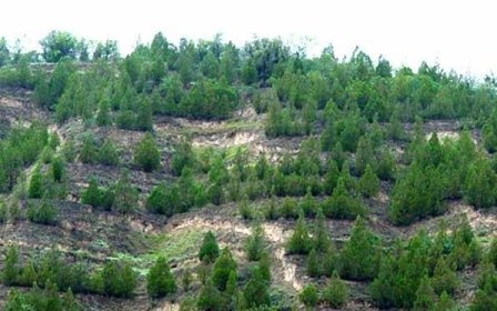 پنج میلیون هکتار جنگل در برنامه ششم و هفتم در کشور ایجاد می شود