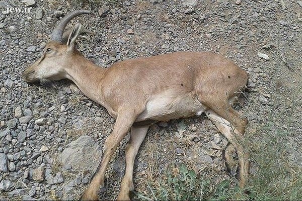 ۴۰ حیوان پارک پردیسان بجنورد طاعون گرفتند و تلف شدند ۴۰ حیوان پارک پردیسان بجنورد طاعون گرفتند و تلف شدند