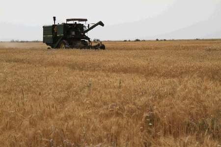 خرید بیش از ۲۲هزار گندم از کشاورزان خراسان‌جنوبی