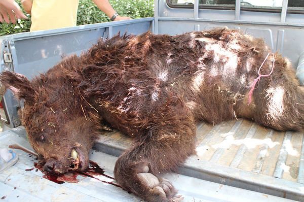 شکار یک خرس قهوه ای در البرز مرکزی/ کشتن حیوان وحشی جهت تاکسیدرمی و مصرف خوراکی!