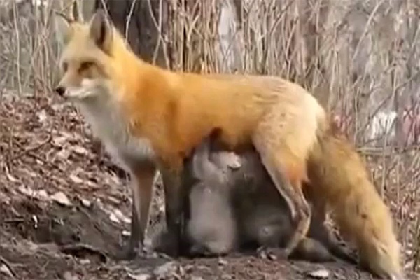 فیلم | شیر دادن روباہ مادہ به توله‌خرس‌های بدون مادر 