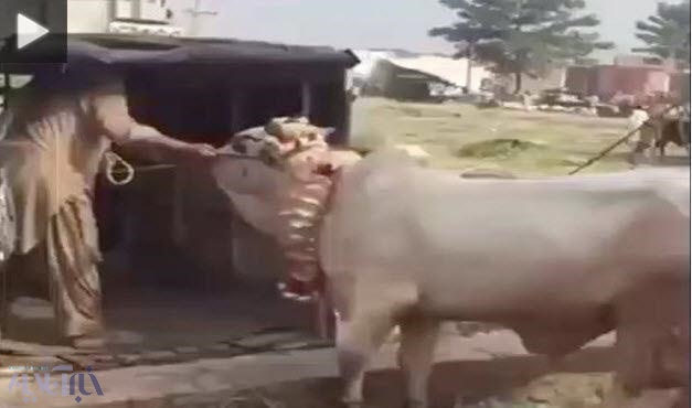 فیلم | ضربه مرگبار یک گاو به مرد هندی