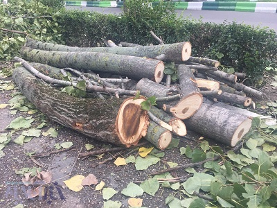 تخریب درختان در رشت ادامه دارد/ مسئولین پاسخگو باشند