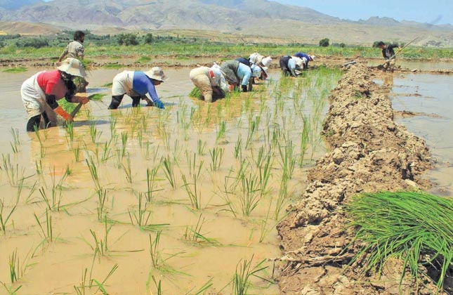 پیش بینی تولید ۱۱ هزار تن برنج در استان زنجان 