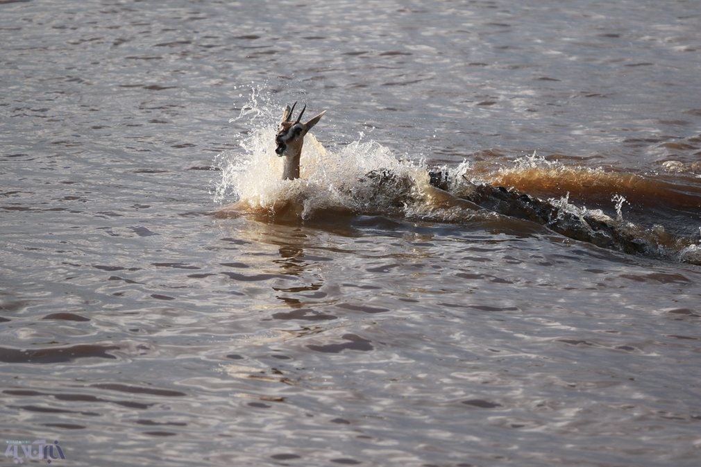 عکس | لحظه شکار آهو توسط تمساح
