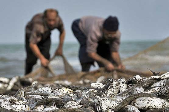 سرانه مصرف ماهی در ایران / مصرف ماهی امسال کم شد یا زیاد؟