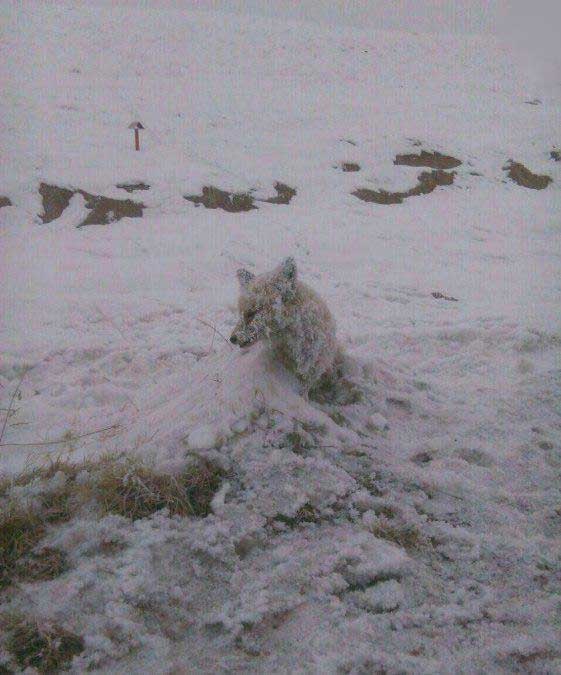 عکس | یخ‌زدن روباه و تبدیل آن به یک مجسمه در سرمای چالدران