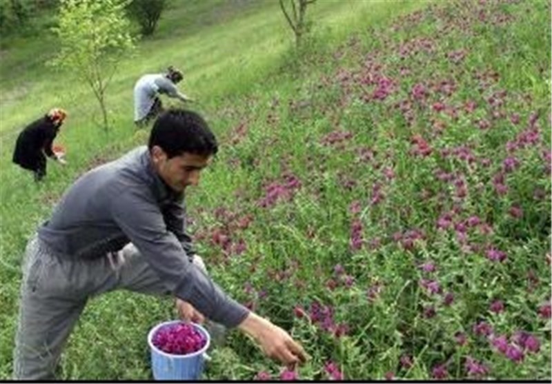 نزدیک به ۷ هزار هکتار از اراضی استان همدان زیرکشت گیاهان دارویی است