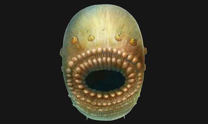 کشفیات جدید از اولین اجداد شناخته شده انسان/ به اندازه دانه‌برنج با دهان‌های گشاد و البته در چین!