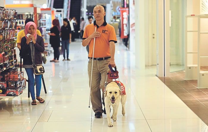 راه‌ حلی برای بهبود زندگی نابینا‌ها؛ سگ‌های راهنما