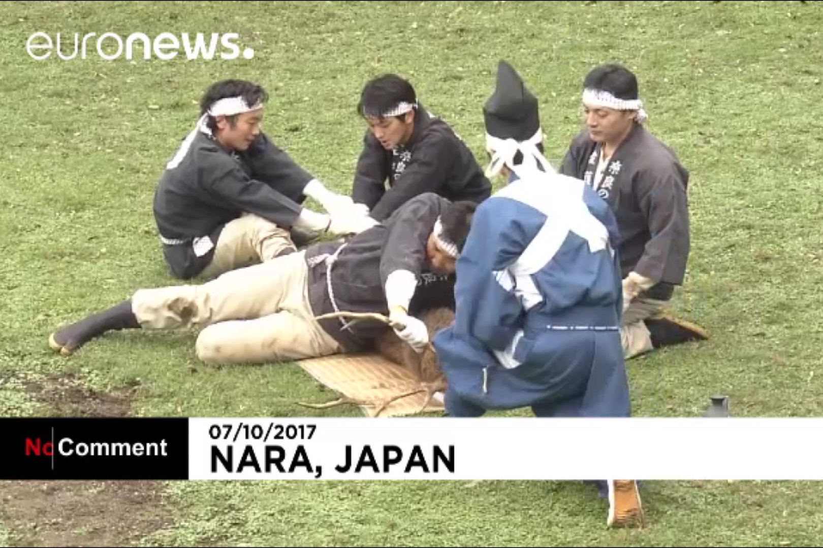 فیلم | مراسم بریدن شاخ گوزن‌ها با اره دستی در ژاپن!