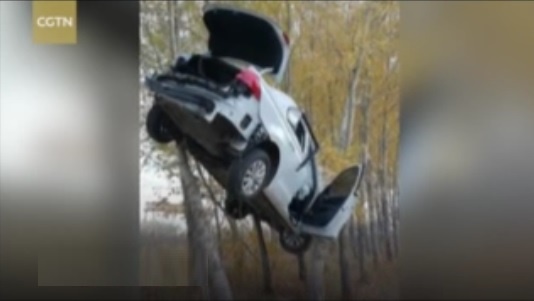 فیلم | بالا رفتن خودرو از درخت!