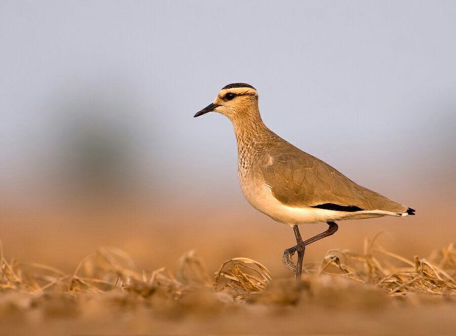 مشاهده پرنده در معرض انقراض جهانی در تالاب بین المللی گندمان