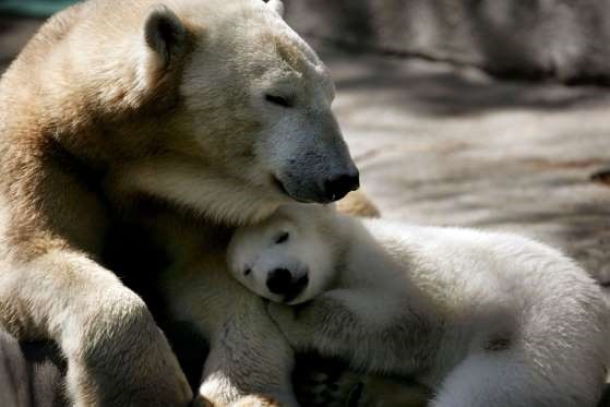 تصاویر | رابطه زیبای مادر و فرزندی در دنیای حیوانات