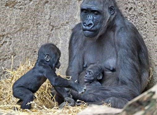 تصاویر | رابطه زیبای مادر و فرزندی در دنیای حیوانات