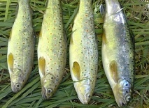 تولید ماهی سبز در زنجان