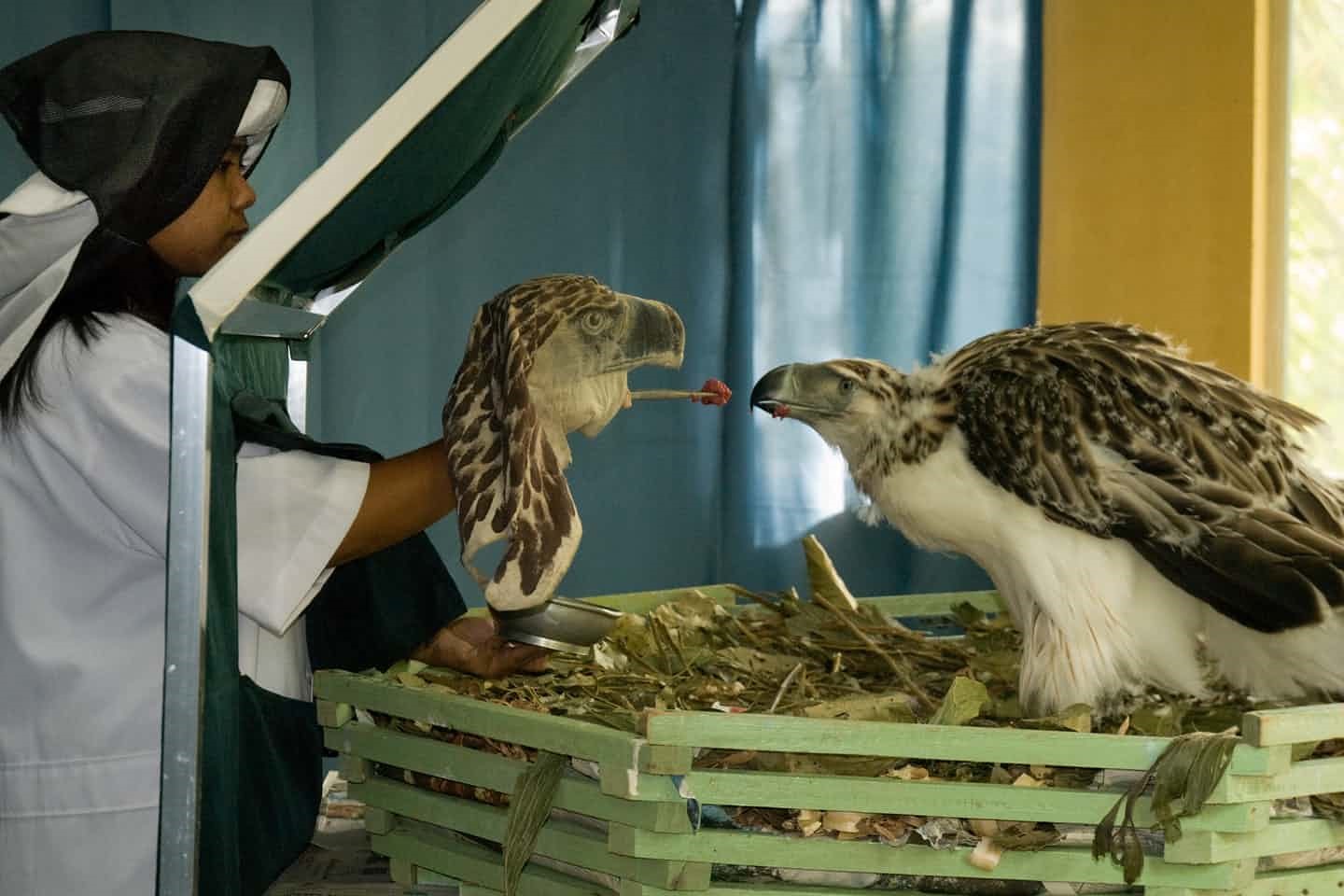 تصاویر | تلاش عکاسان بین‌‌المللی برای کاهش حیوان‌آزاری در جهان