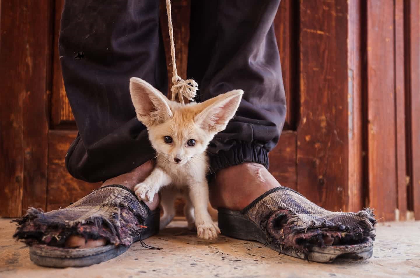 تصاویر | تلاش عکاسان بین‌‌المللی برای کاهش حیوان‌آزاری در جهان