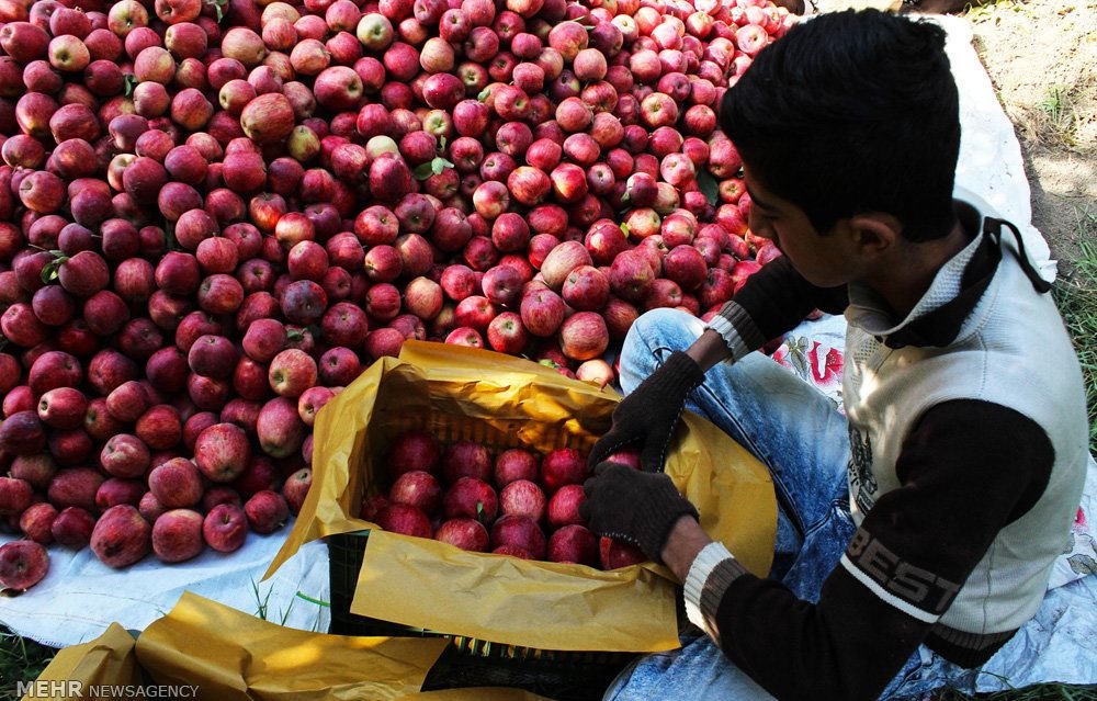 خرید بیش از ۱۴ هزار تن سیب درختی صنعتی از باغداران آذربایجان غربی