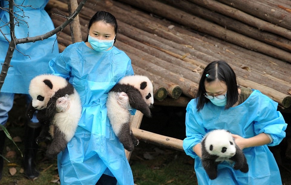 تصاویر | ۱۱ توله پاندای متولد شده در چین