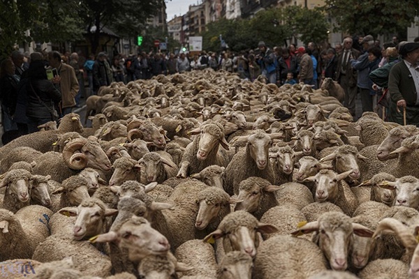 فیلم | جشنواره مهاجرت گوسفندان در خیابان‌های مادرید اسپانیا