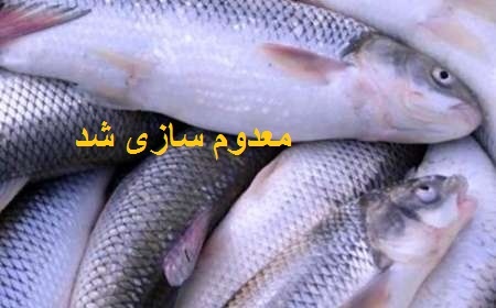 ضبط و معدوم سازی 200 کیلوگرم ماهی آلوده درشهرستان بروجن 