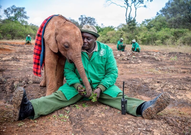 عکس | دوستی فیل و انسان در عکس روز نشنال جئوگرافیک